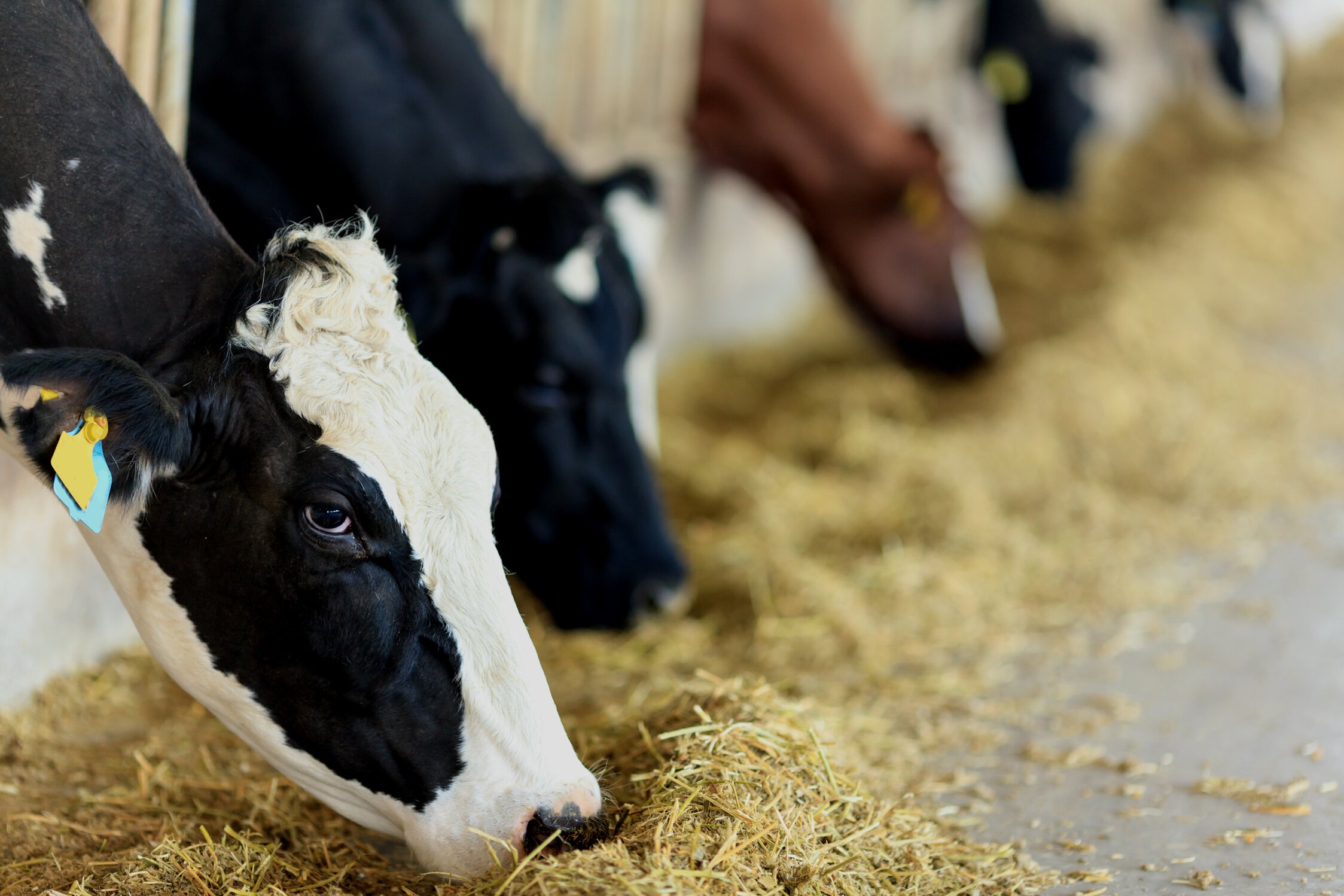 Holstein Cattle