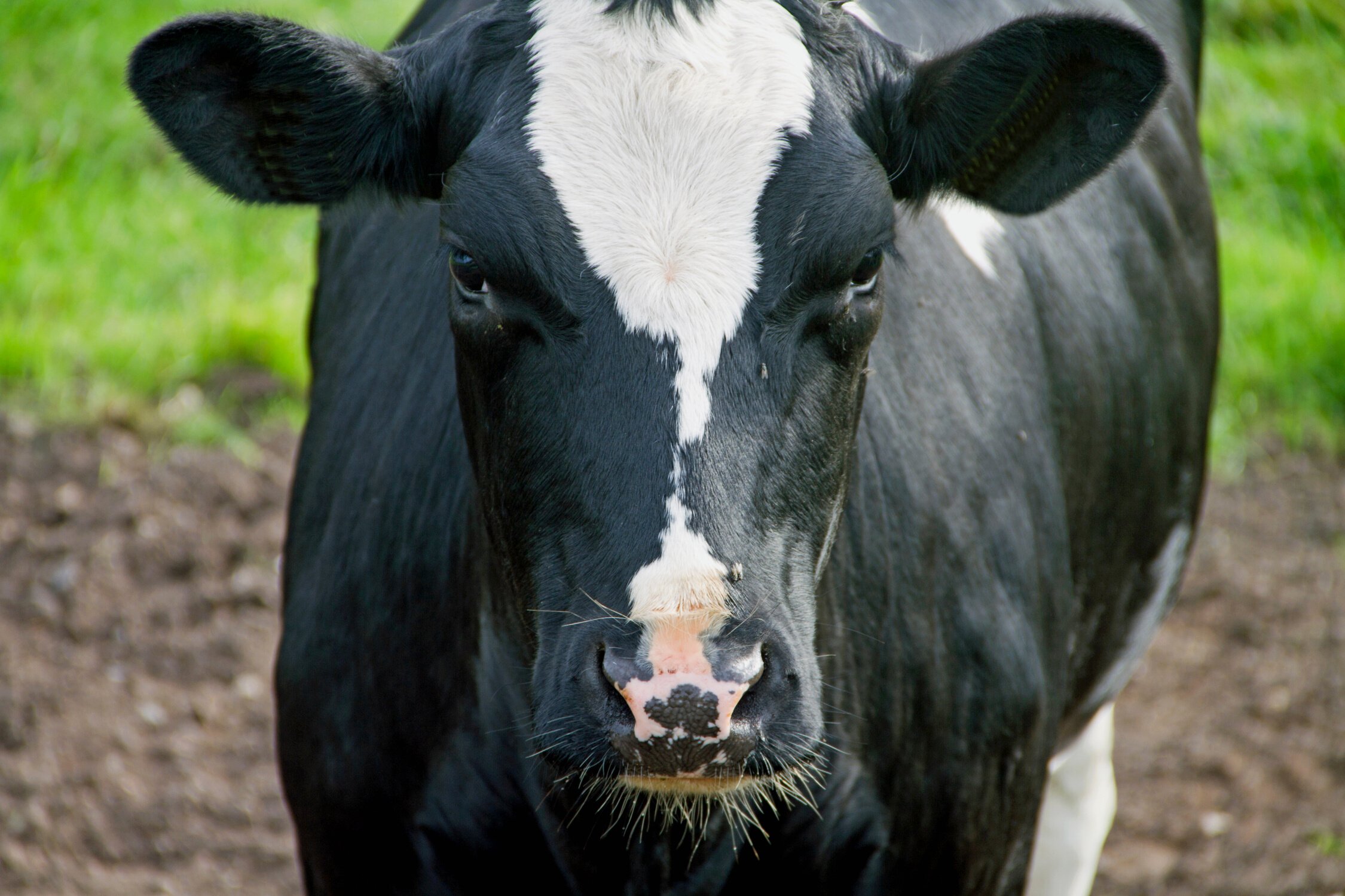 Holstein cattle