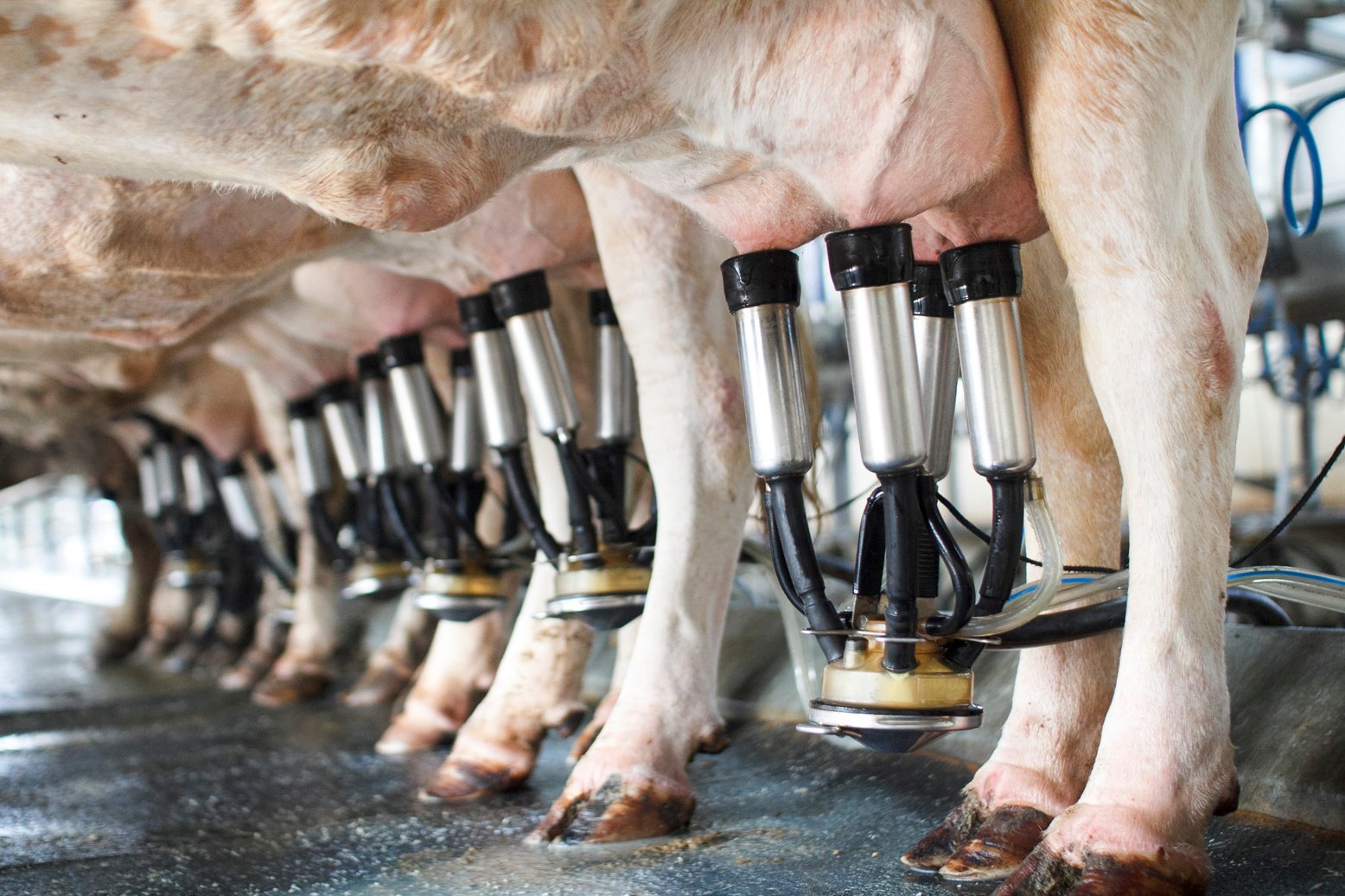 Row of Cows Being Milked with Automatic Milking System 